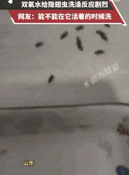 万万没想到！小伙用双氧水浇隐翅虫，虫体瞬间冒白烟，这“硬核实验”背后藏着一个致命