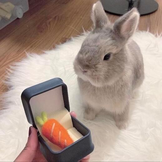 审兔积累ᐢ⩌⌯⩌ᐢ 