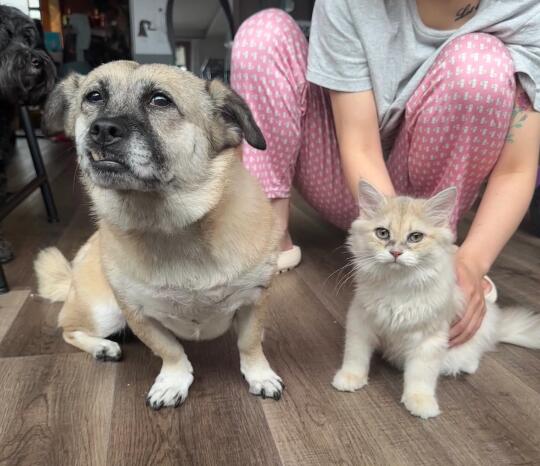 泡泡今天救助了一只小流浪猫