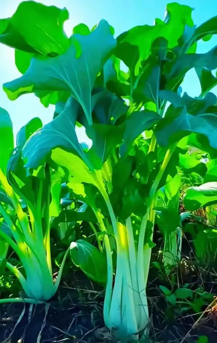 同学又发来他菜园里的蔬菜，绿油油的好新鲜，看着就很诱人
转眼同学已在家乡老宅住了