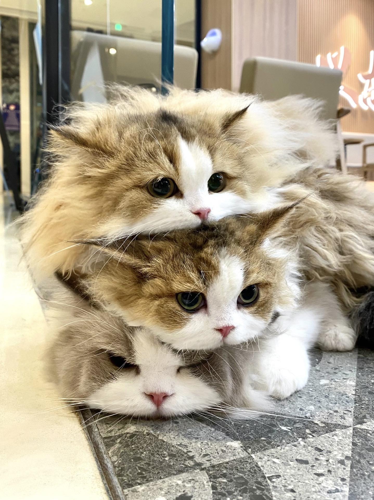 赖在霸王茶姬门口不走了怎么办？不给它们买 气的不走了！