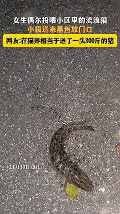 万物皆有灵！近日浙经，女子夜晚下班回家，走到家门口突然发现地上有个东西在动，打开