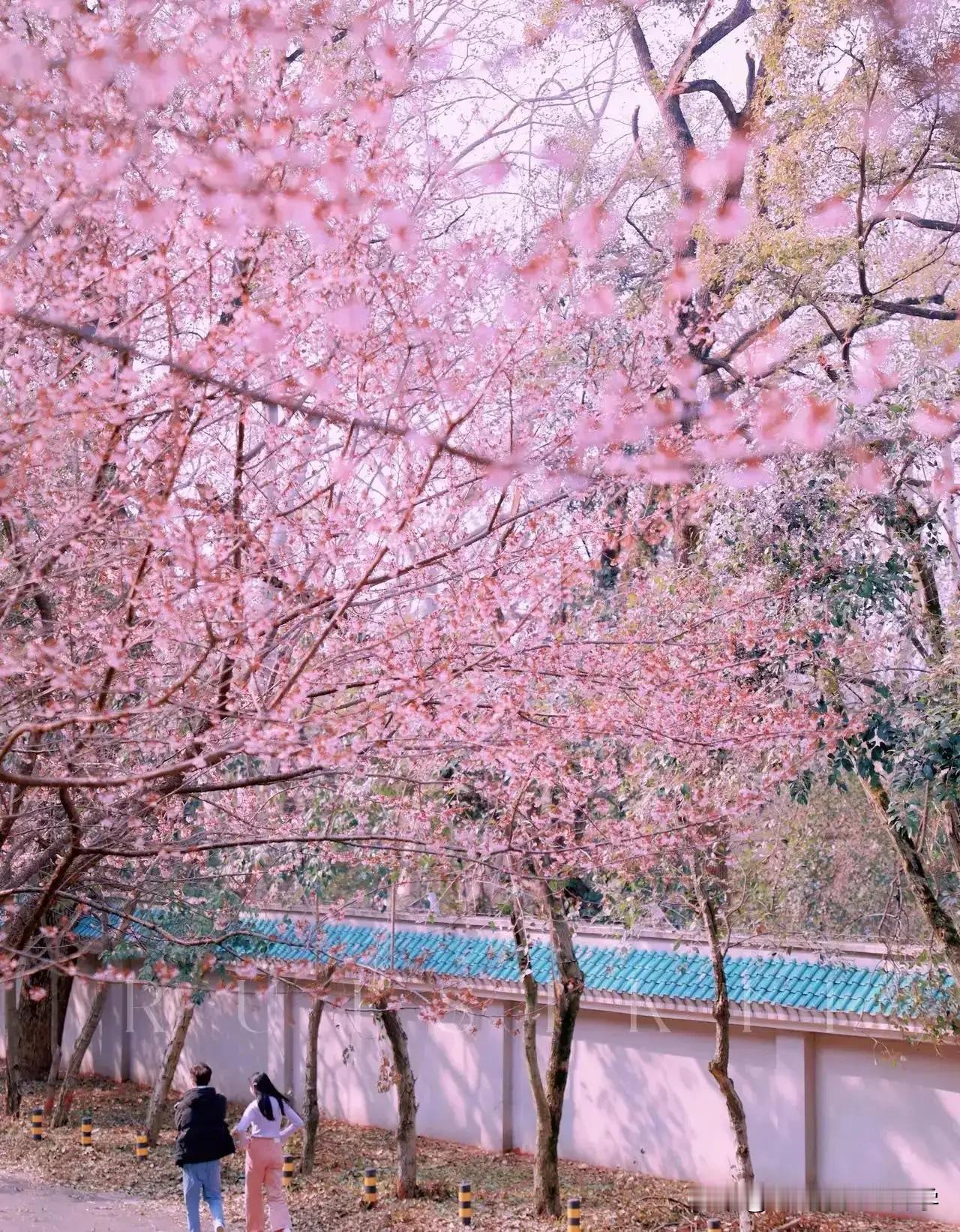 又是一年赏樱季，快来武大看樱花！
#春日生活打卡季#