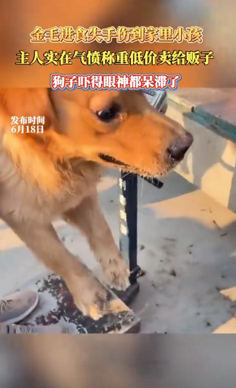 安徽，一狗主人发视频称，家中养的金毛吃饭时，不小心咬了自家孩子，主人一气之下直接