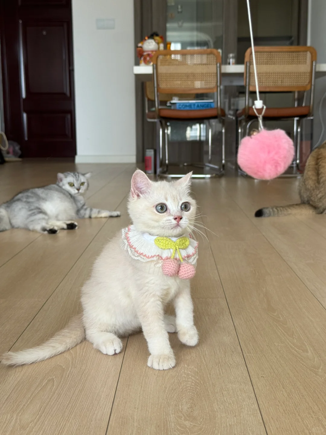 🇭🇰HK買貓💛紫金BB～價錢合適