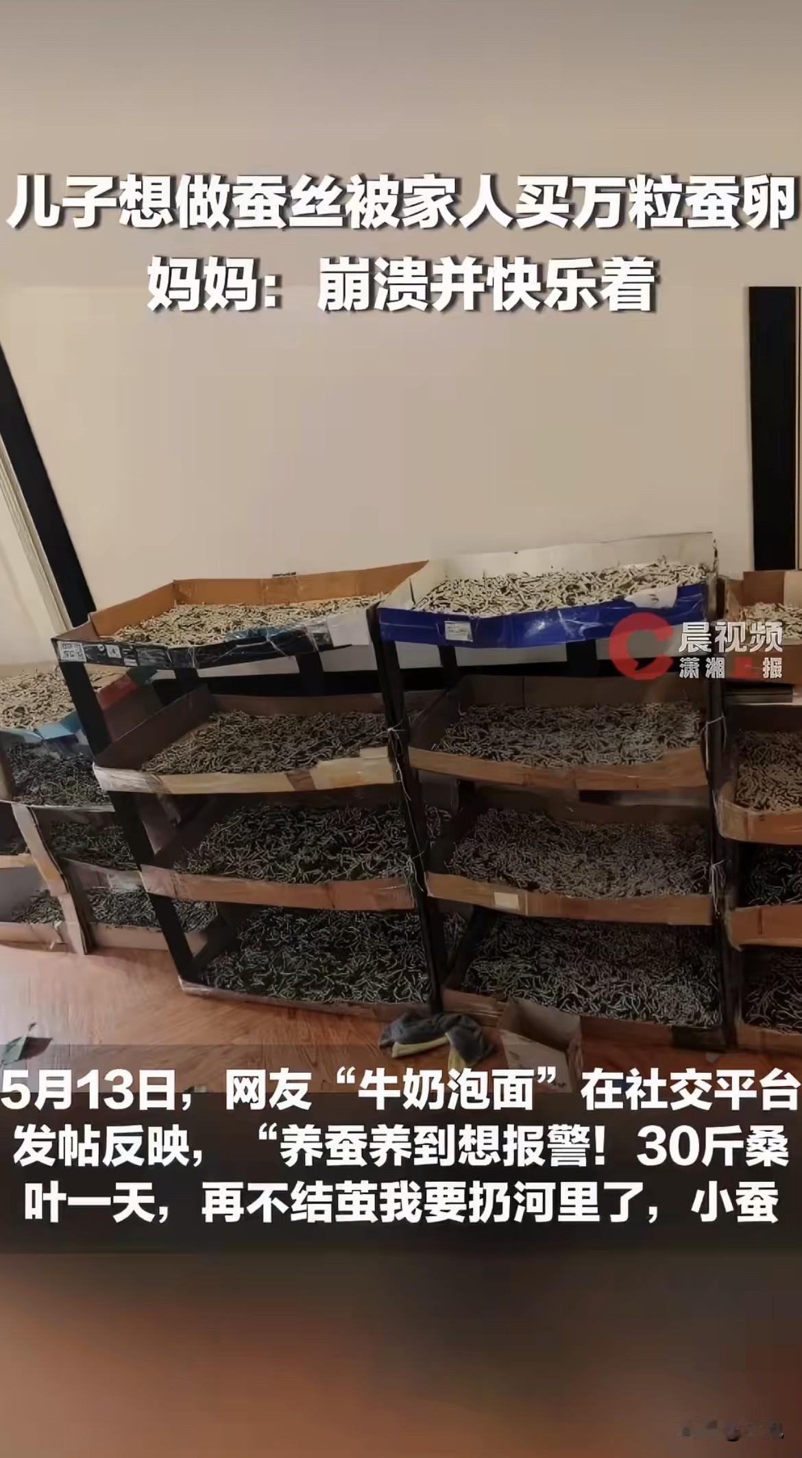 蚕沙从纸盒边缘漫出来那刻，阮女士觉得这个家快被蚕吃掉了。

客厅没了。三面墙全搭