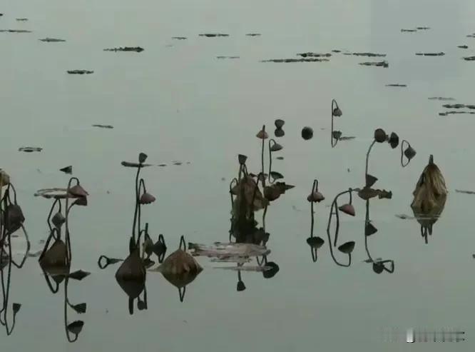 曾经的风姿绰约，随着斗转星移，在生命的音符里弹出自己的节奏。
这是赞歌，是轮回，
