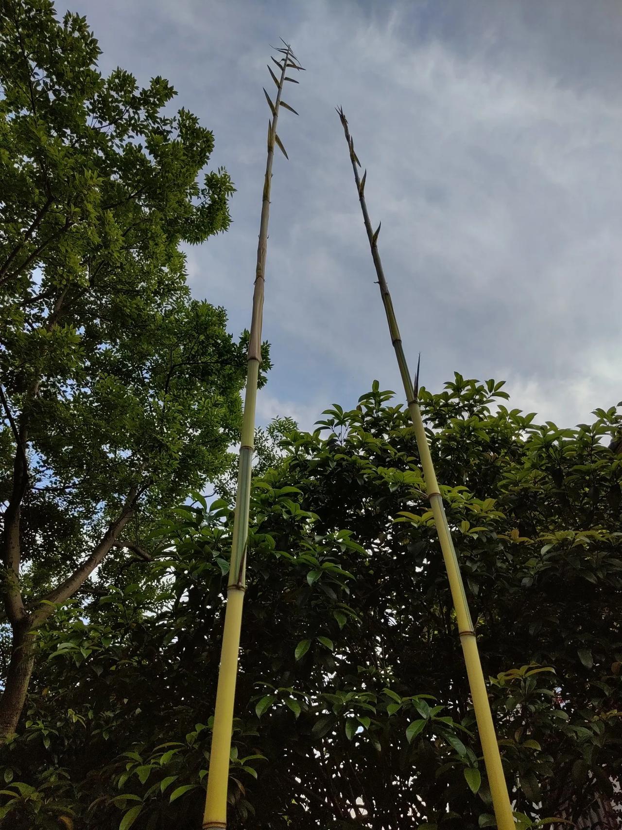 外孙子算不算自己的后代？

你说了这么多，两句话就说清楚了：从生物性说，女儿生的