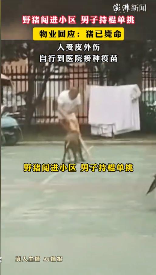 “太生猛了！” 近日，浙江杭州某小区业主群里炸了锅——一头两百多斤的野猪横冲直撞