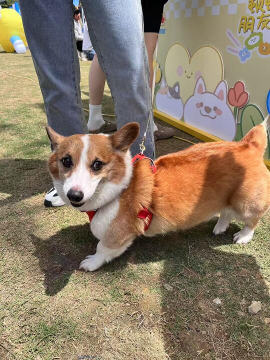 养狗情绪价值拉满的一天✌