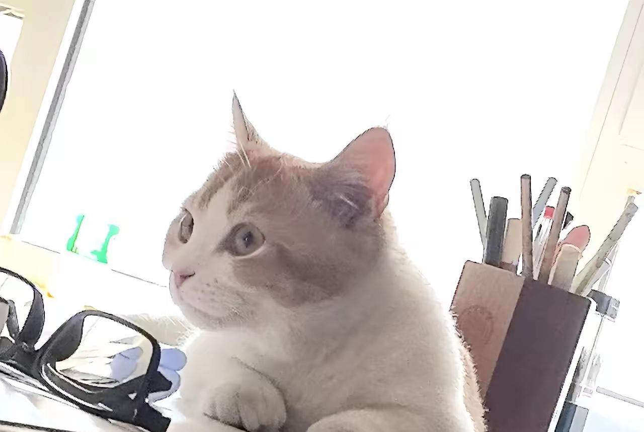 莫大的讽刺：欧盟委员会无限期推迟对俄石油全面禁运的讨论

欧盟嘴上喊着制裁，身体