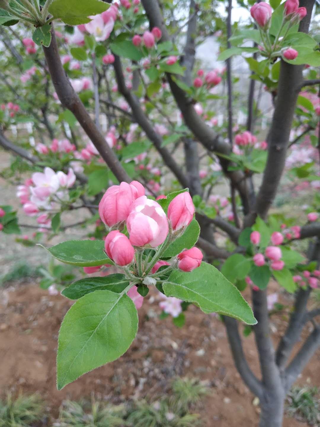 中秋节除了吃月饼还吃什么？

我们这里，豫西地区，中秋节，除了吃月饼，还喜欢吃苹