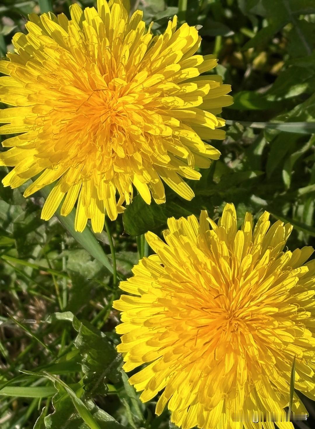 你可别小看它，咱们眼里路边的野草，在中医眼里那可是浑身是宝的 “药草皇后” 。