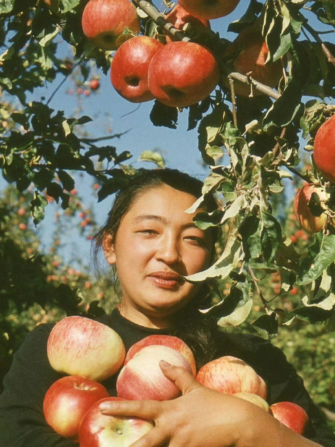 1972年，哈萨克斯坦阿拉木图，摘苹果的女孩