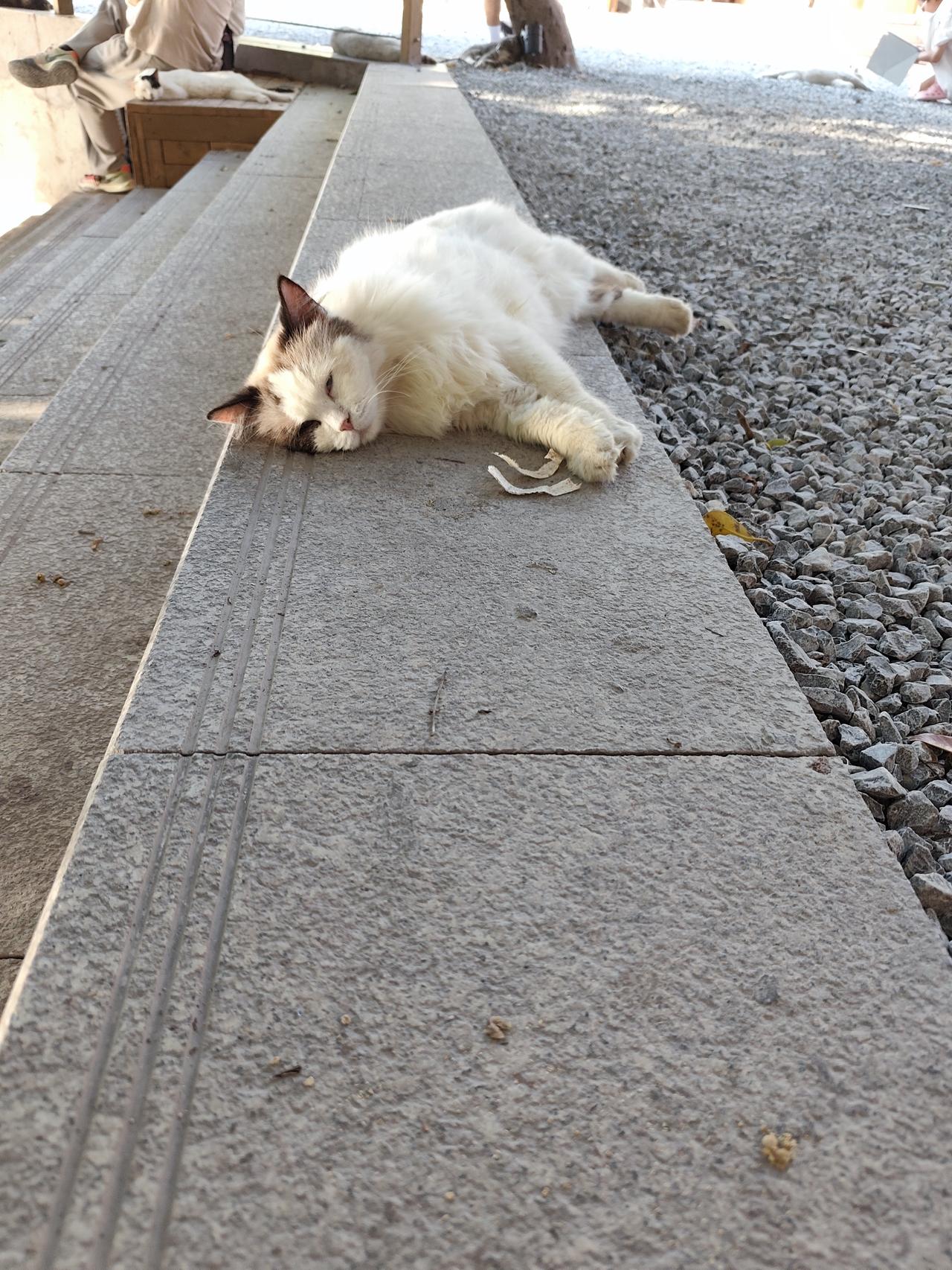 在猫猫乐园遇到的猫咪，慵懒、不怕人，主打一个你爱来不来？