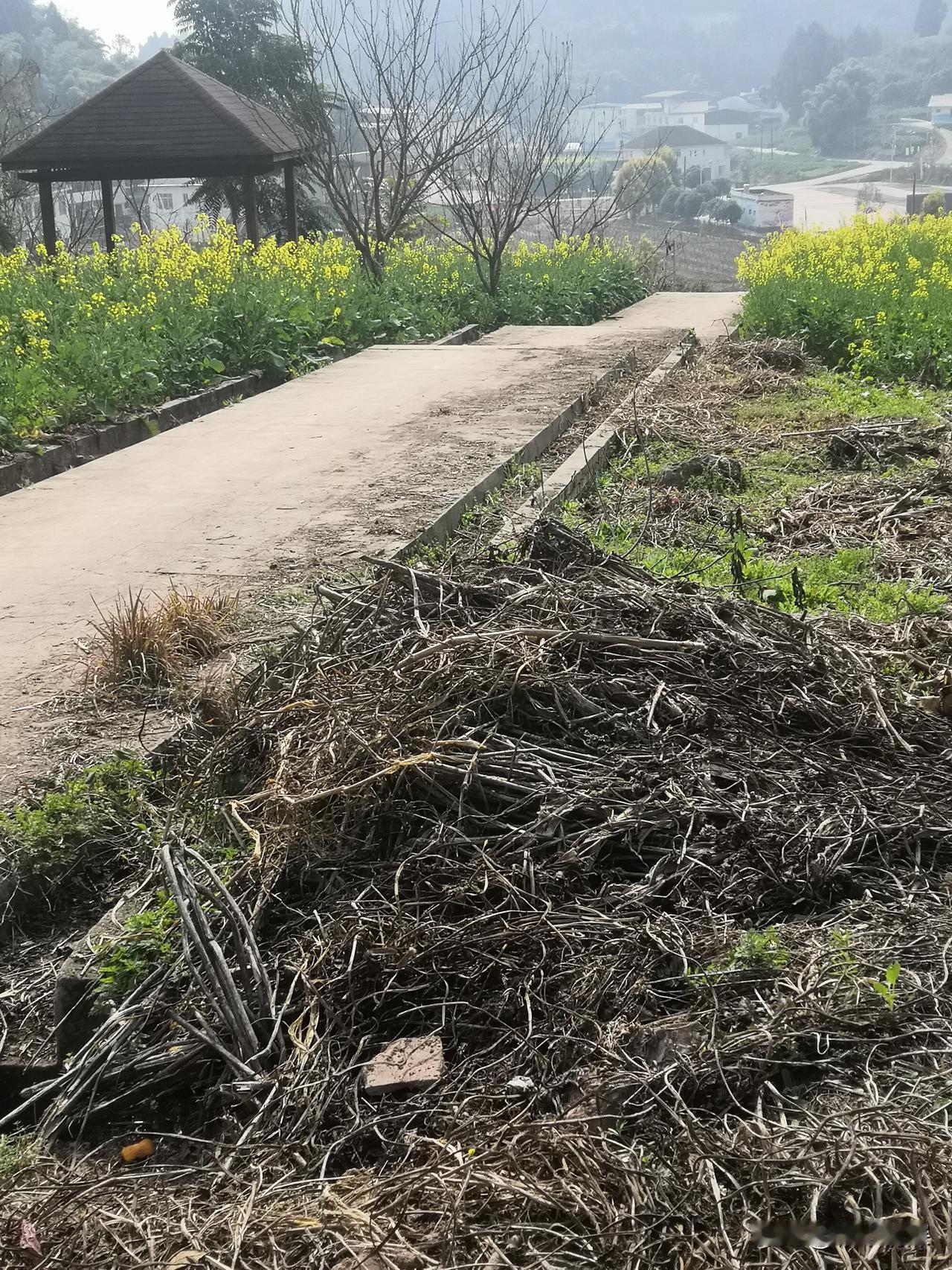 白茅根对肝脏有副作用吗？其实来说这个白茅根，也算是一种用来煮药的影子 ，他也是一