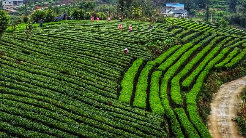 你见过春天最早醒来的样子吗？在我的家乡四川泸州纳溪，答案就藏在这漫山遍野的茶垄里