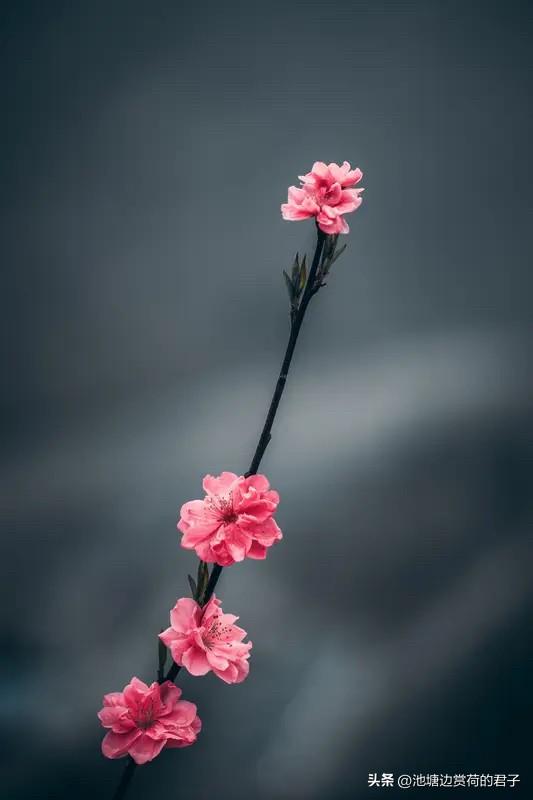 看到“当年约酒桃花下”这个上联，瞬间有画面感了，仿佛看到古人在桃花烂漫处举杯畅饮