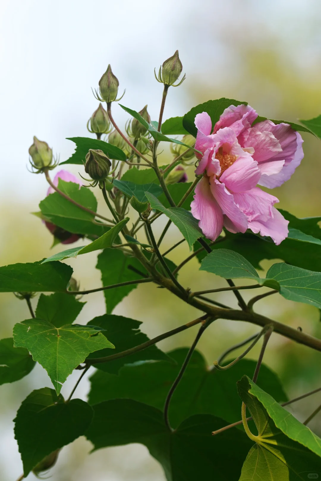 木芙蓉初绽（二）