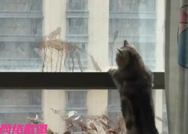 浙江宁波有女子突然发现家中窗户上，怎么都是鸟屎，这是怎么一回事，女子在猜疑里，才