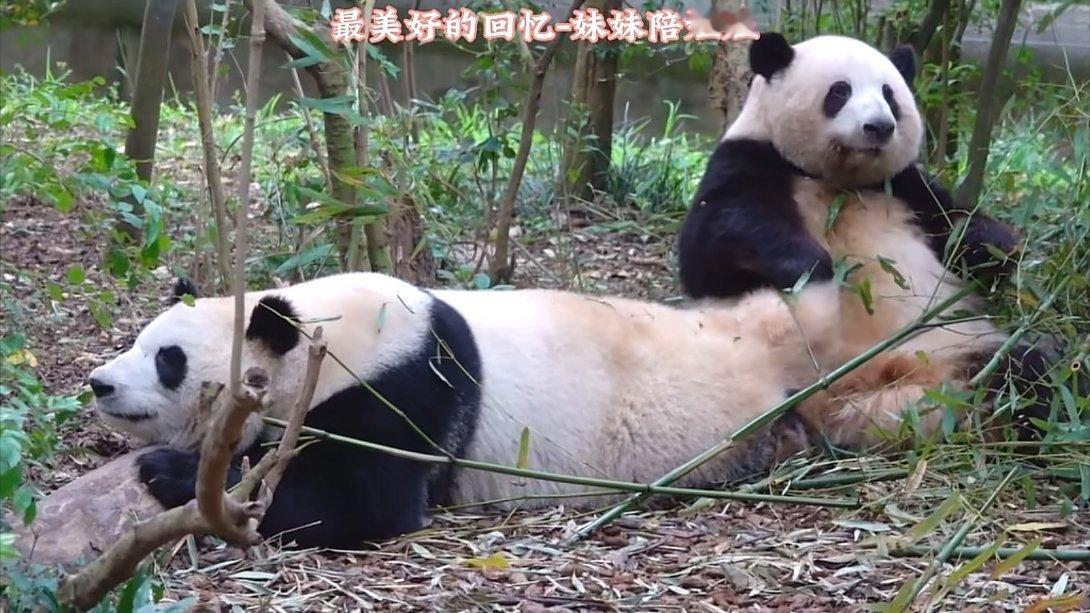 互相陪伴的日子真美好🌸🍃 