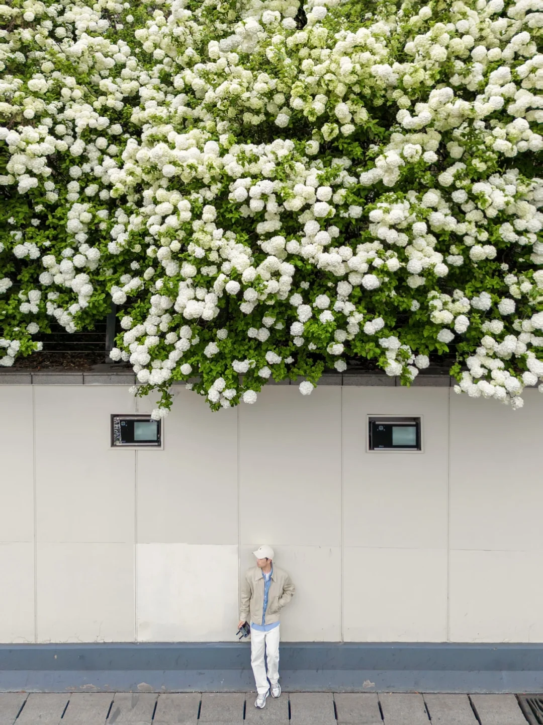 2025杭州木绣球开爆了，推荐9️⃣个私藏打卡地