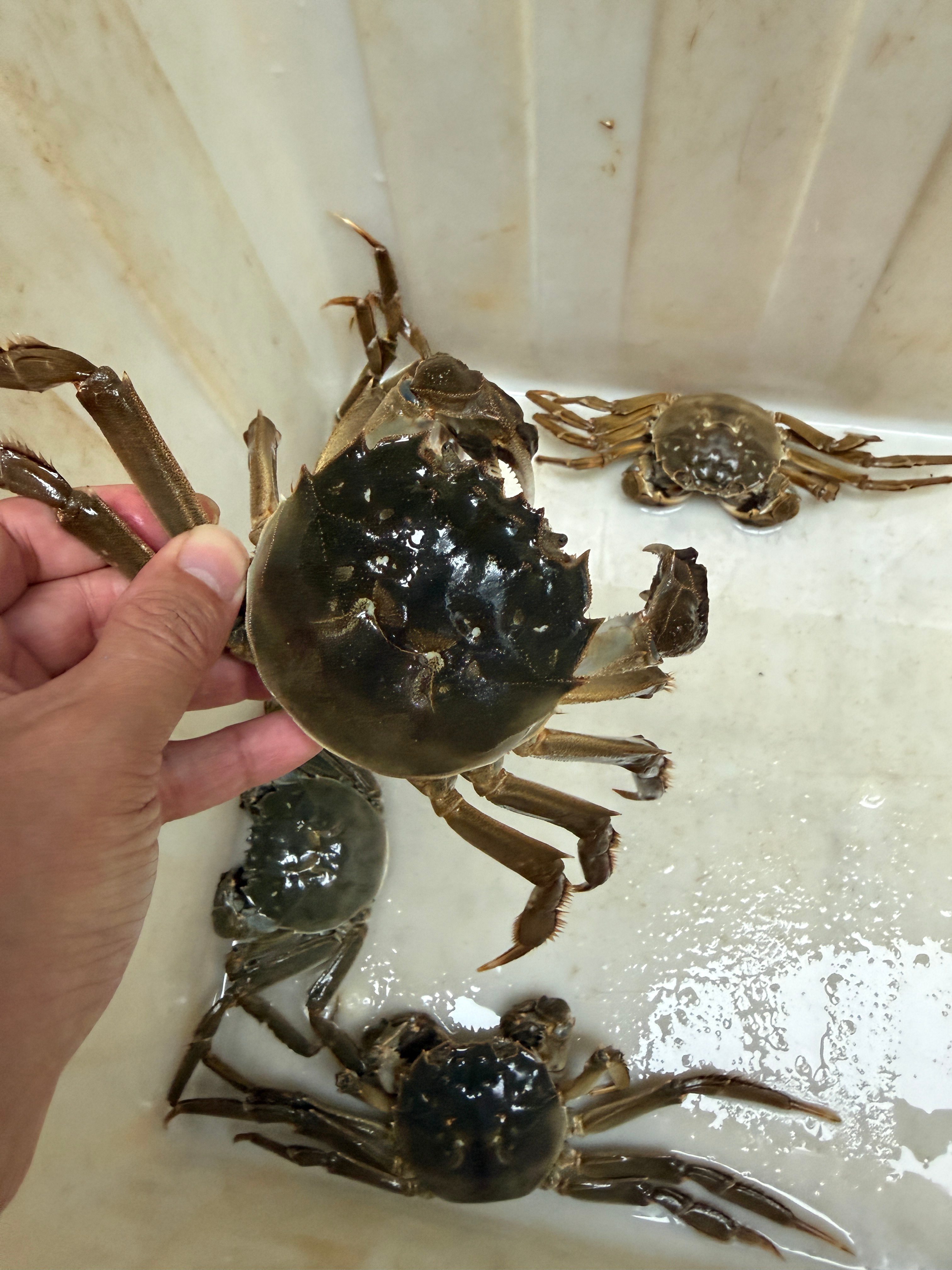新的一周，继续努力为蟹友们服务好🦀大闸蟹 ​​​