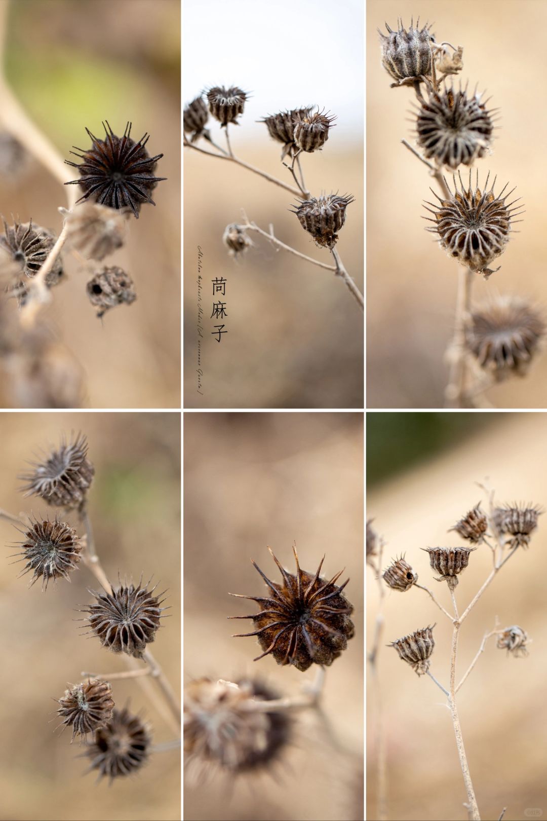 你们老家还有这种植物吗？|苘麻（青麻）