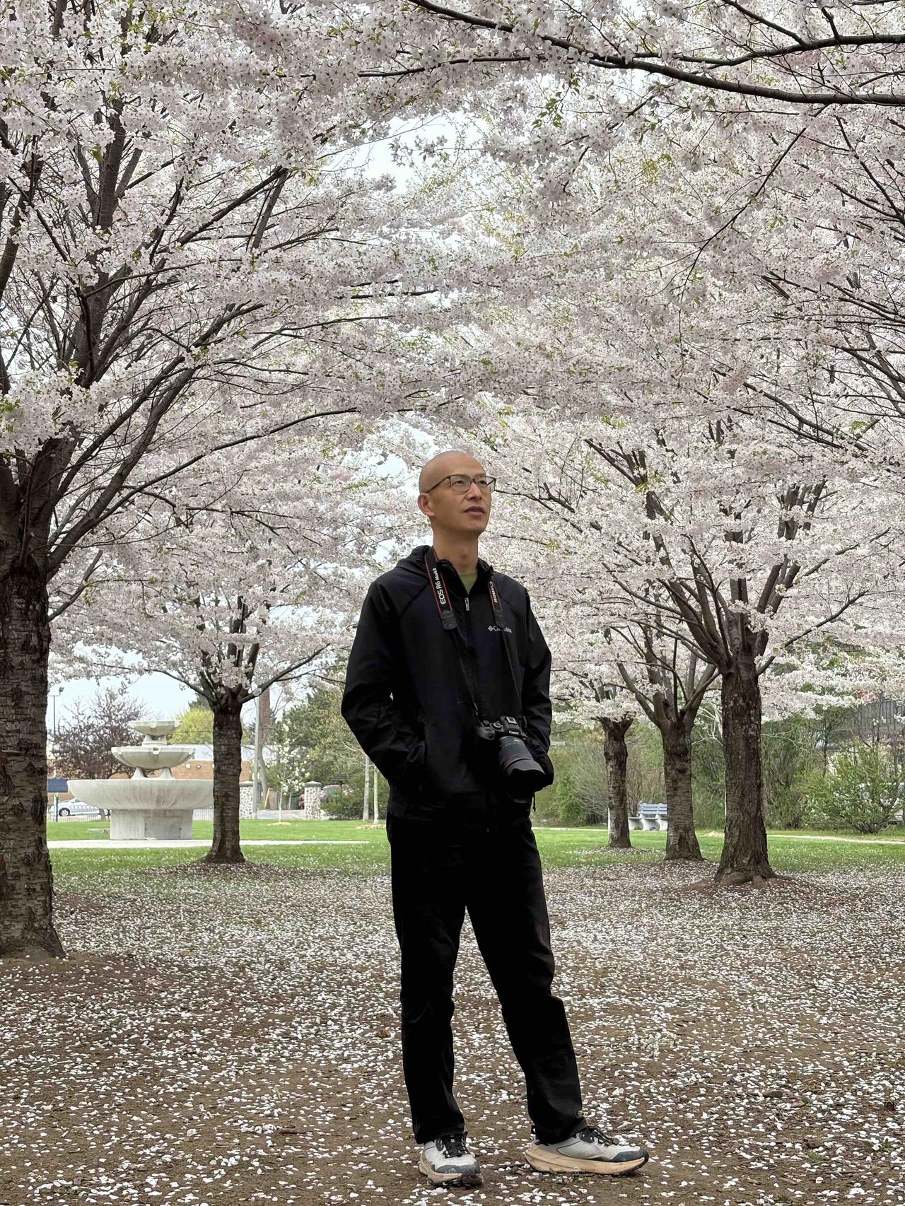 冒雨在多伦多汉密尔顿赏樱，真的开了！

今天雨天，万物尽情吮吸，我和朋友小李一起