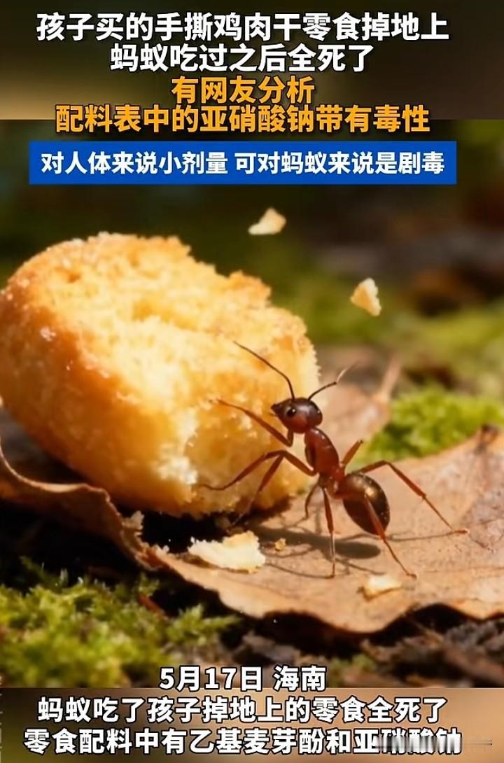 又一款灭蚁药！杀虫剂都搞不定蚂蚁，零食手撕鸡肉干居然搞定了。

网传：海南一孩子