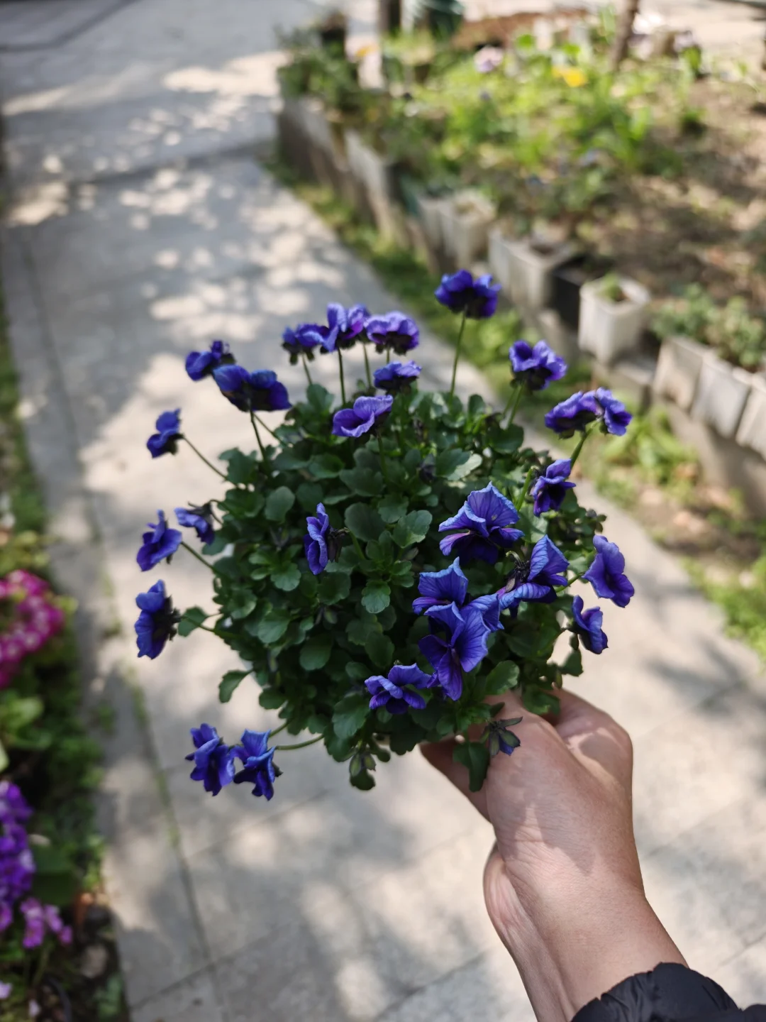 角堇季开始啦~！