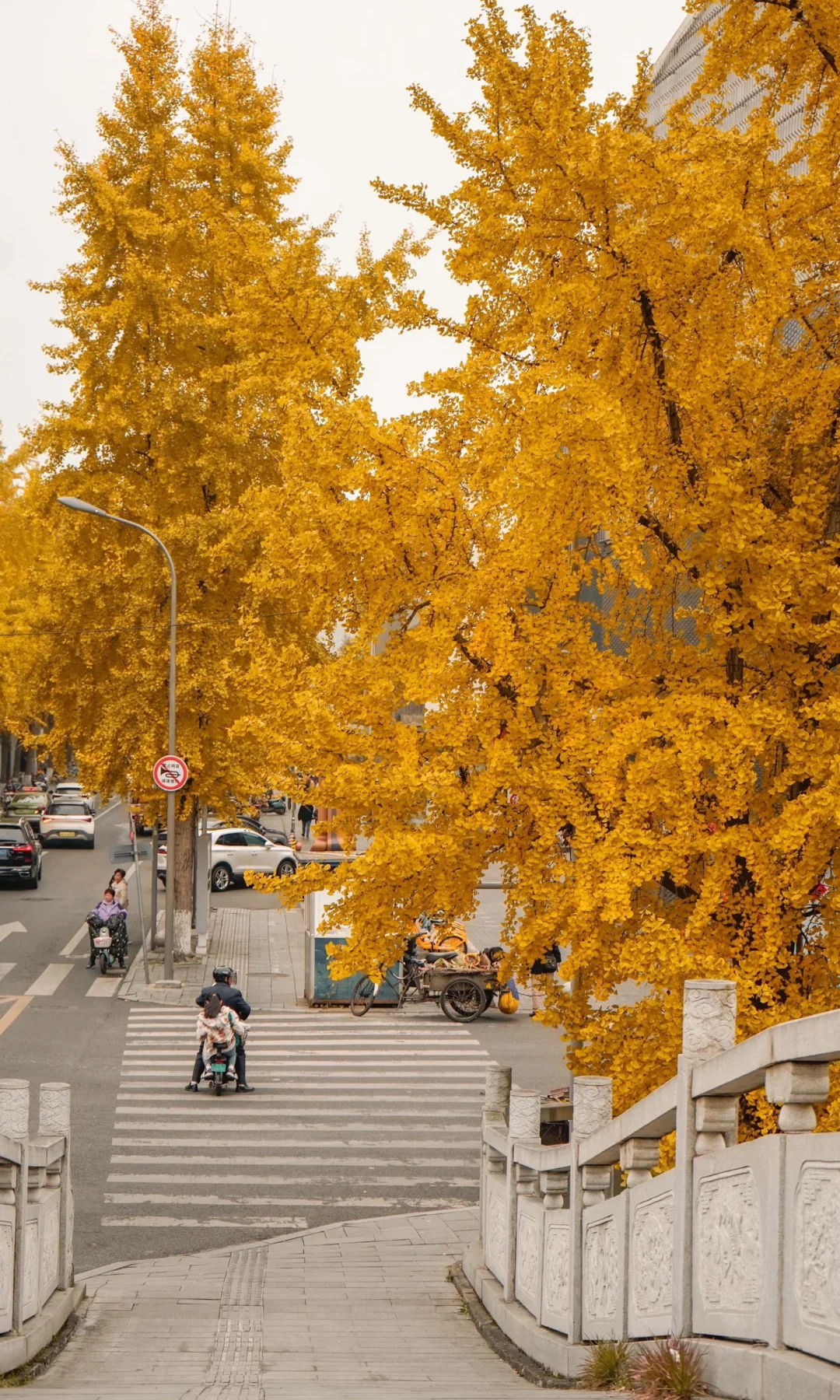 再等一个月，成都这6个地方的银杏即将美翻❗