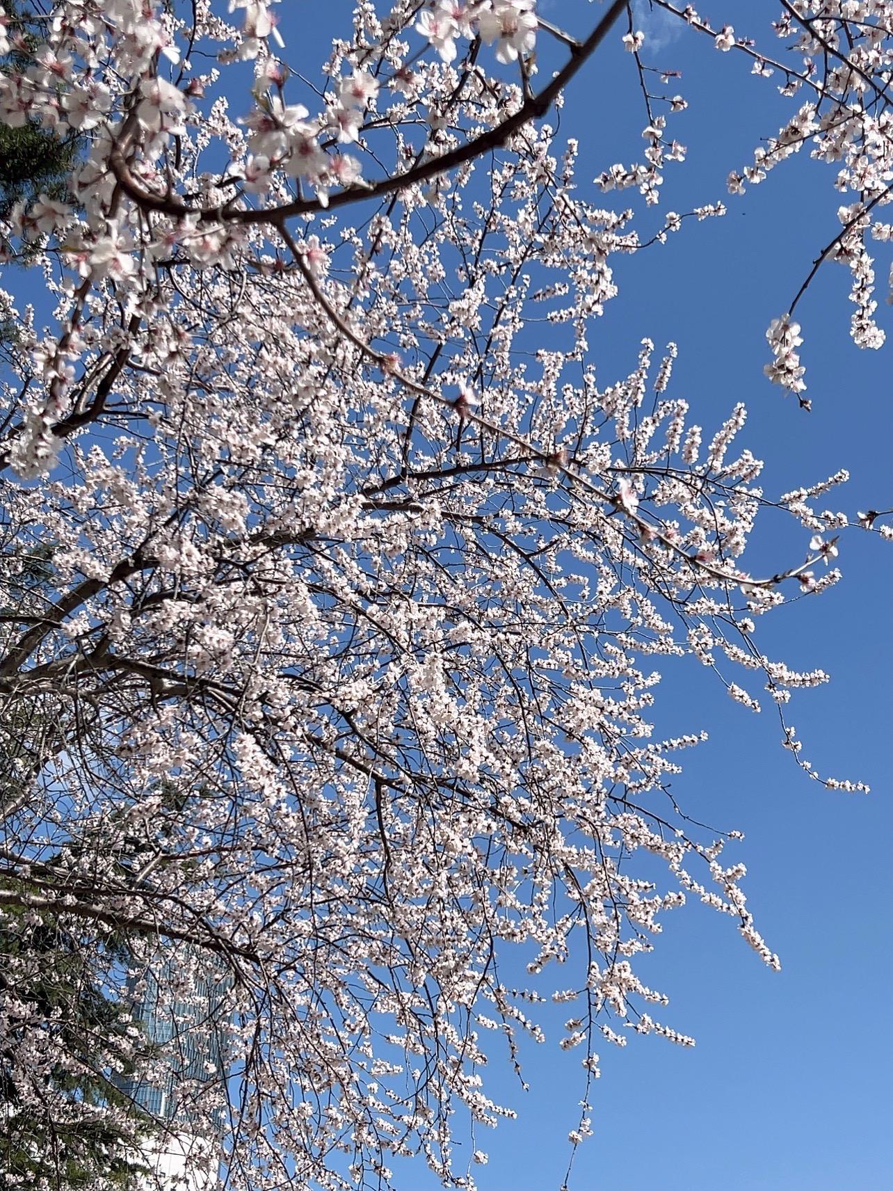 如果你喜欢抬头看树。