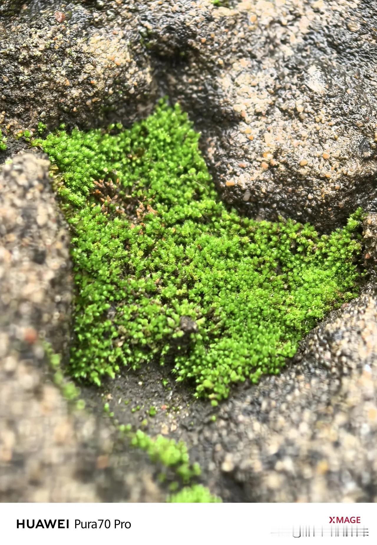 苔藓能吃不能？
生命力如此顽强，但是应该是不能食用的。小时候下雨后经常去采蘑菇，