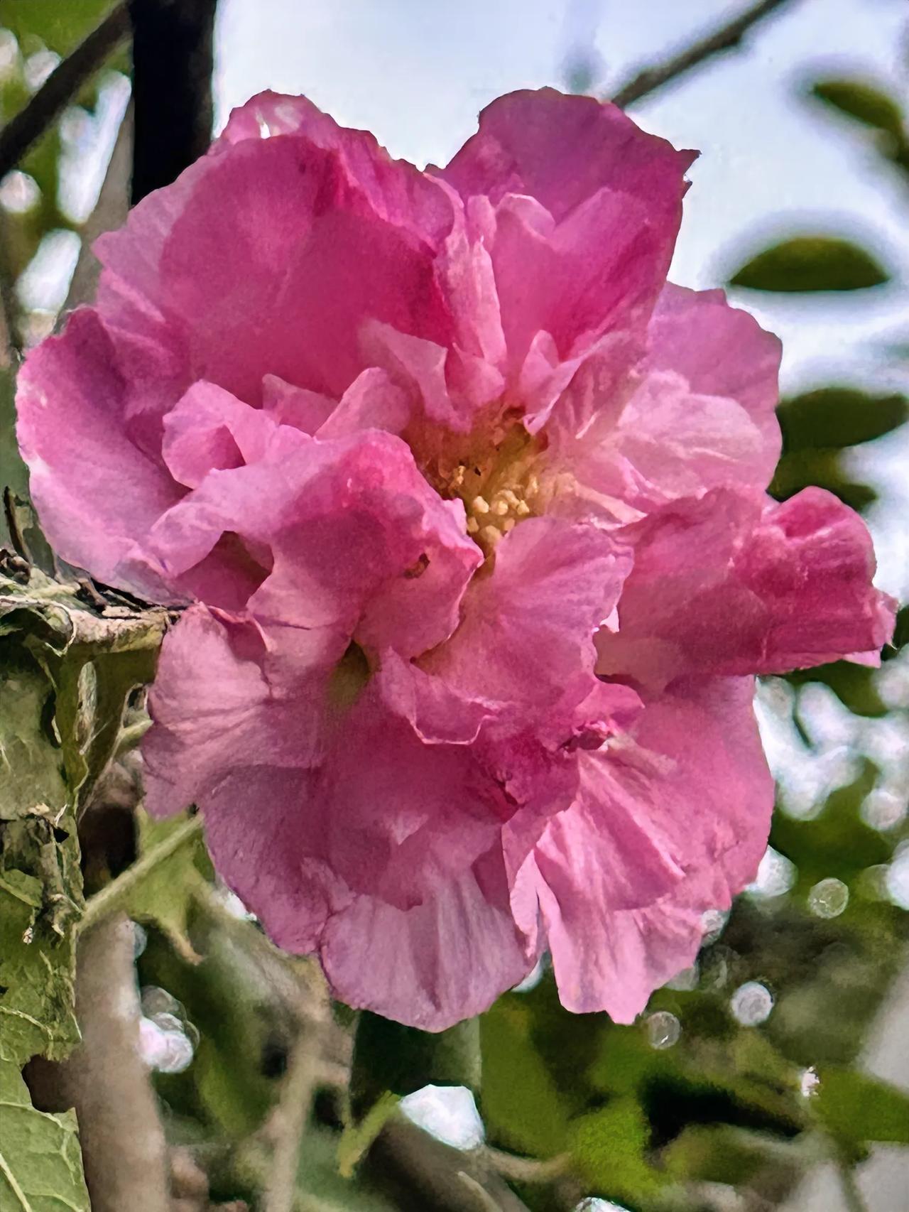 路遇木芙蓉，娇艳动人#秋日生活打卡季#