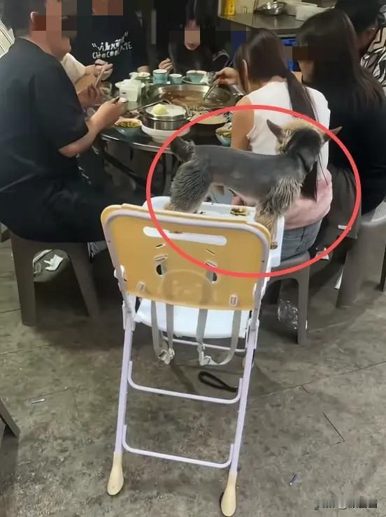 太离谱！赤峰女子带狗撸串，无辜老板含泪停业，网友气炸不买账
 
五一假期本是餐饮