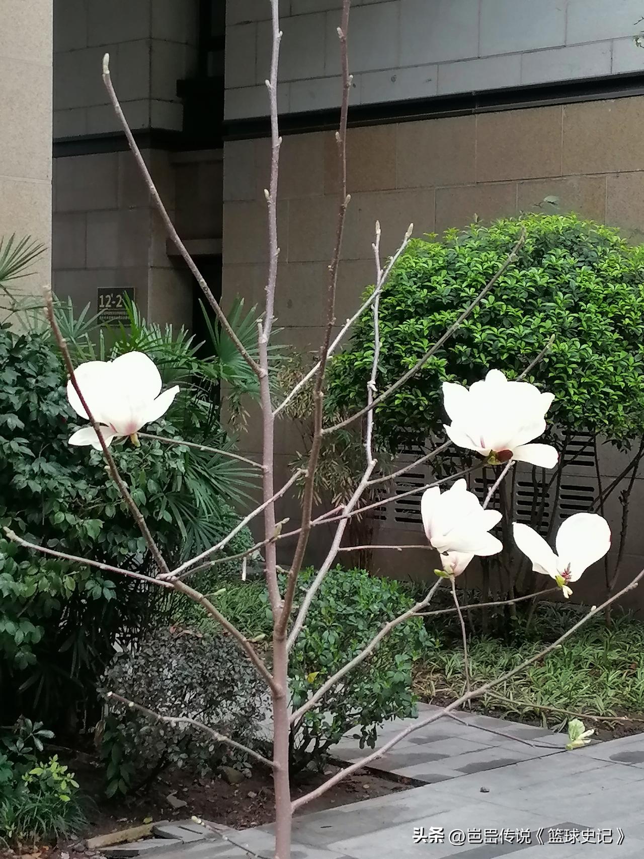 分享一张你相册的拍的花