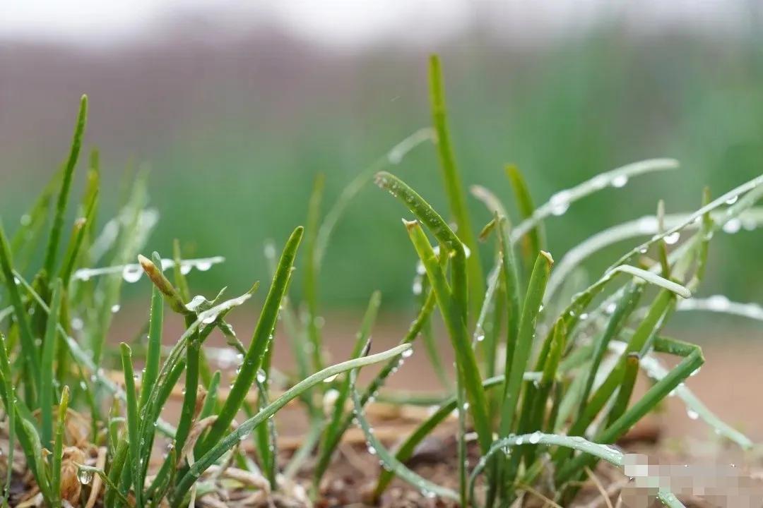 下联：沥沥阵雨江南景，
下联：悠悠长风塞北情。