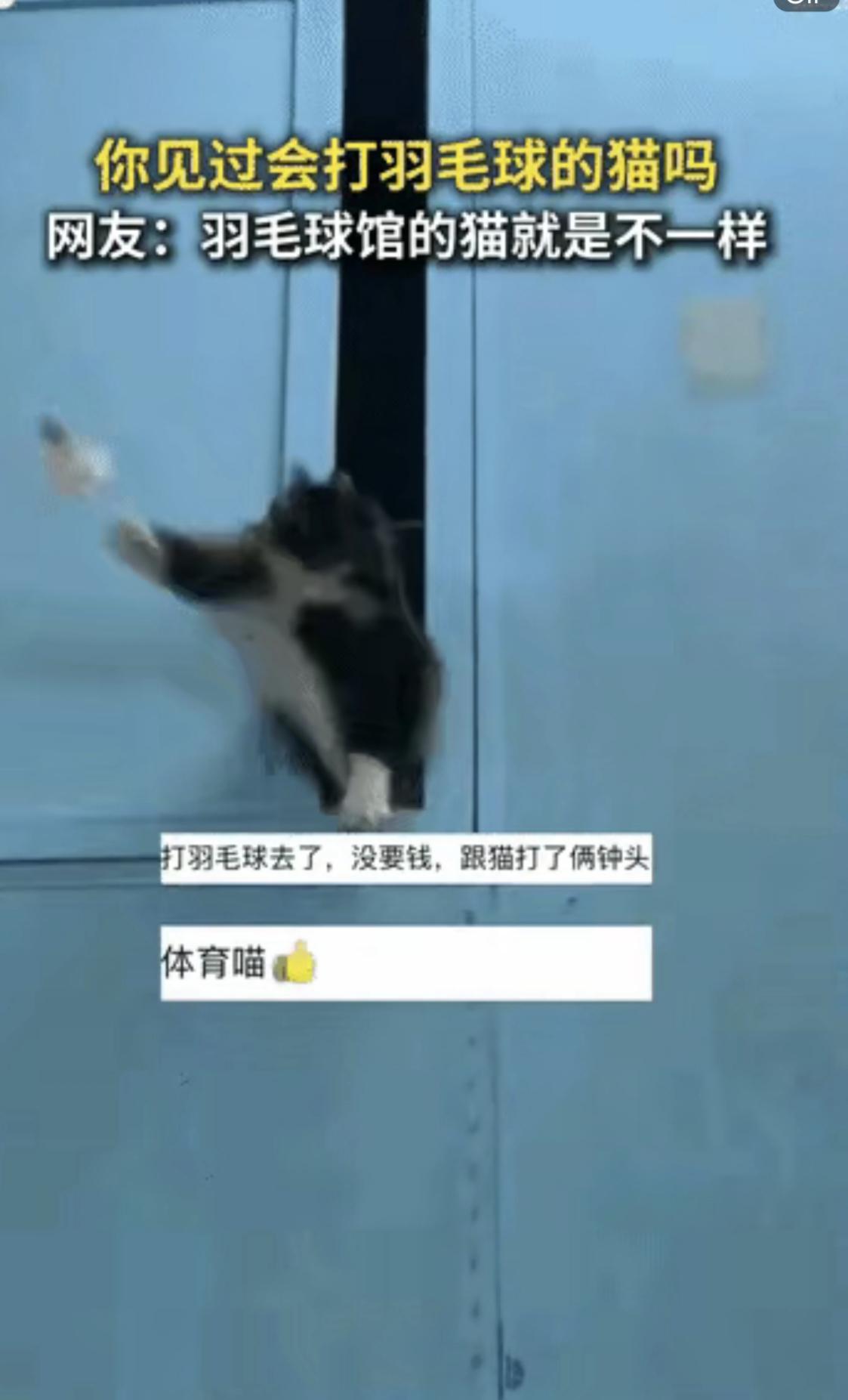 这只“天赋异禀”的猫，究竟是怎么成为羽毛球馆的“明星”的？有人说，这是一场巧合，
