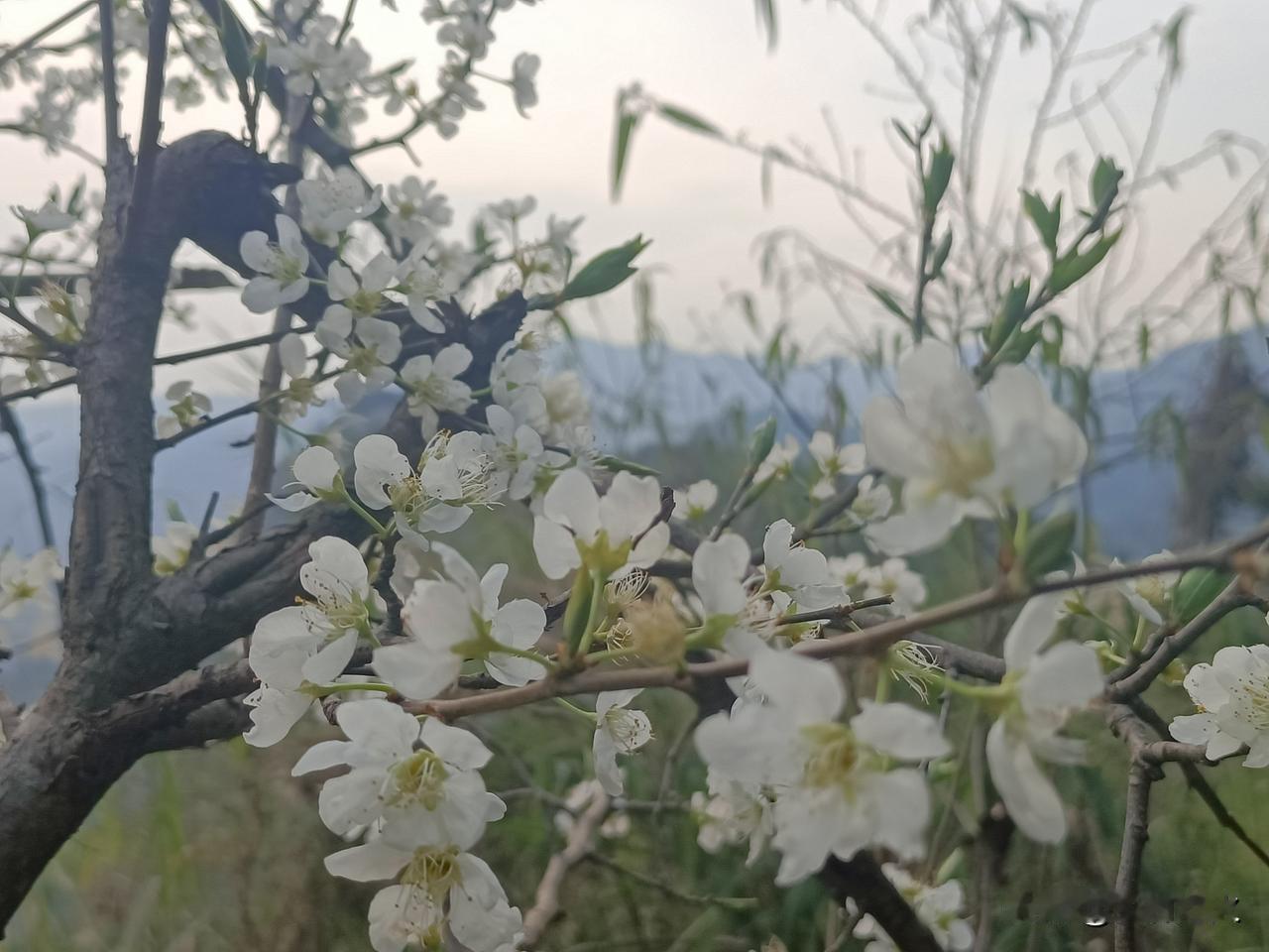 饿肚子（热量限制）确实在动物实验中显示出延长寿命的效果，但在人类中的长期效果尚不