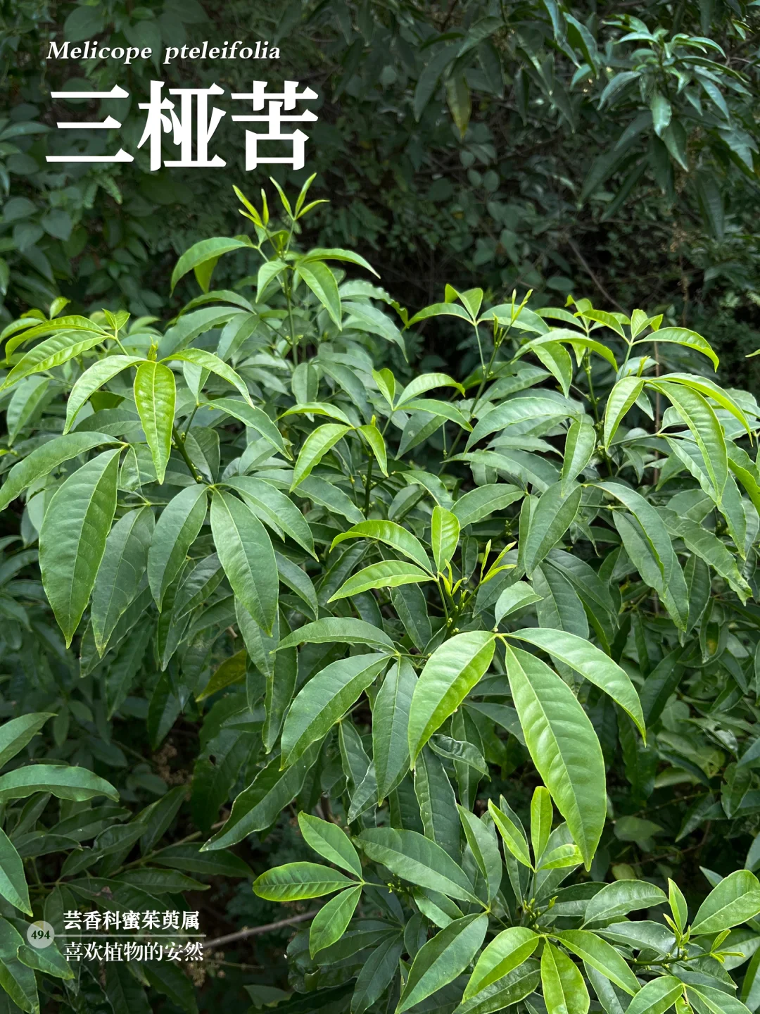 福州植物打标494｜三桠苦