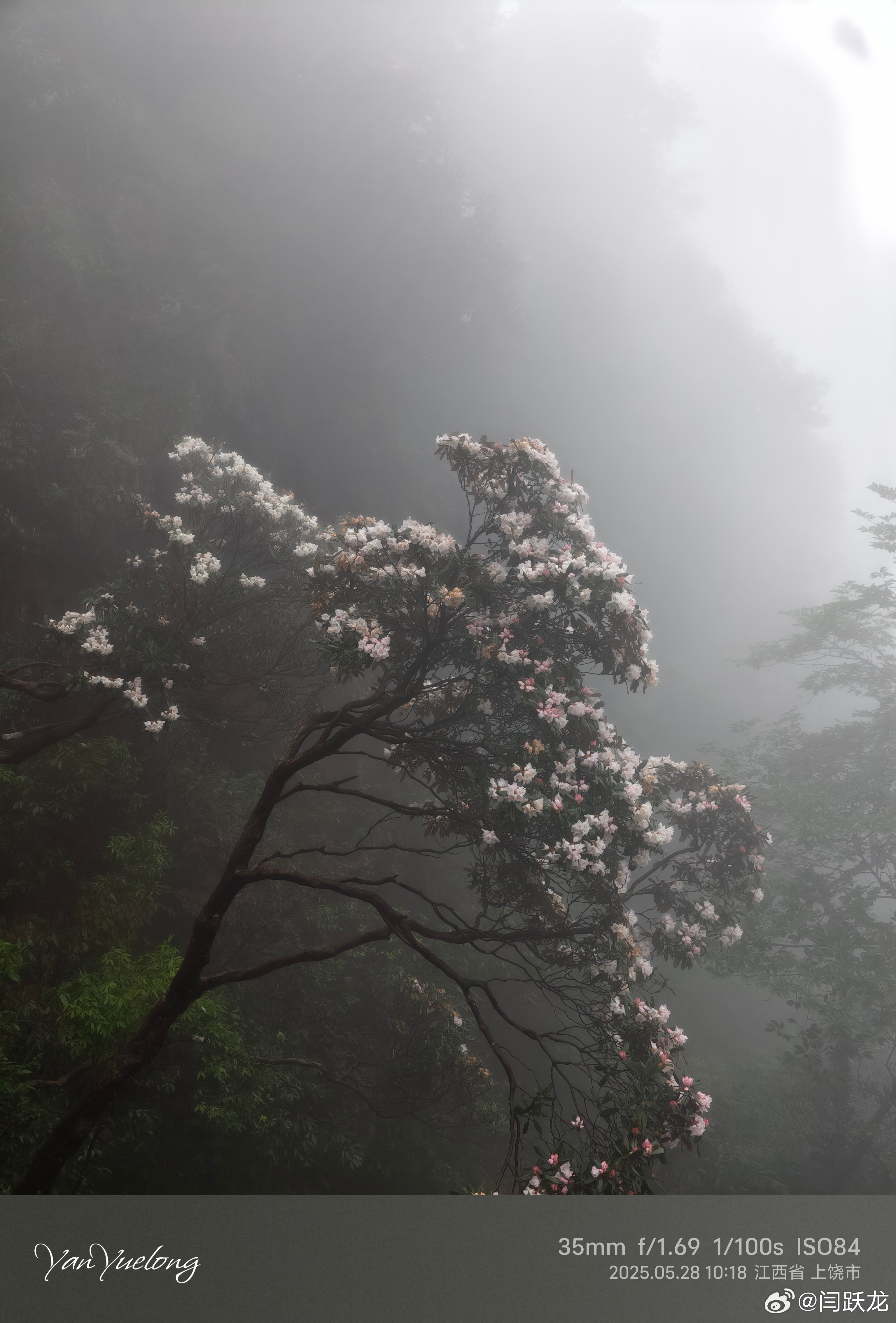 高山杜鹃  ​​​
