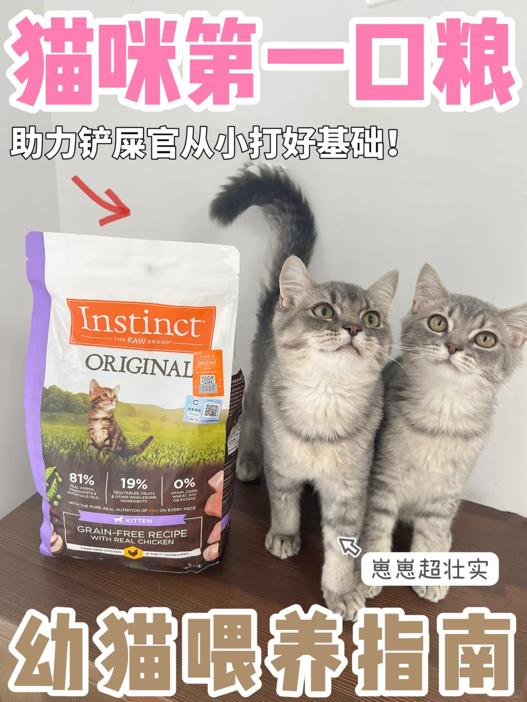 幼猫第一口粮需慎重！打好身体基础就靠这～