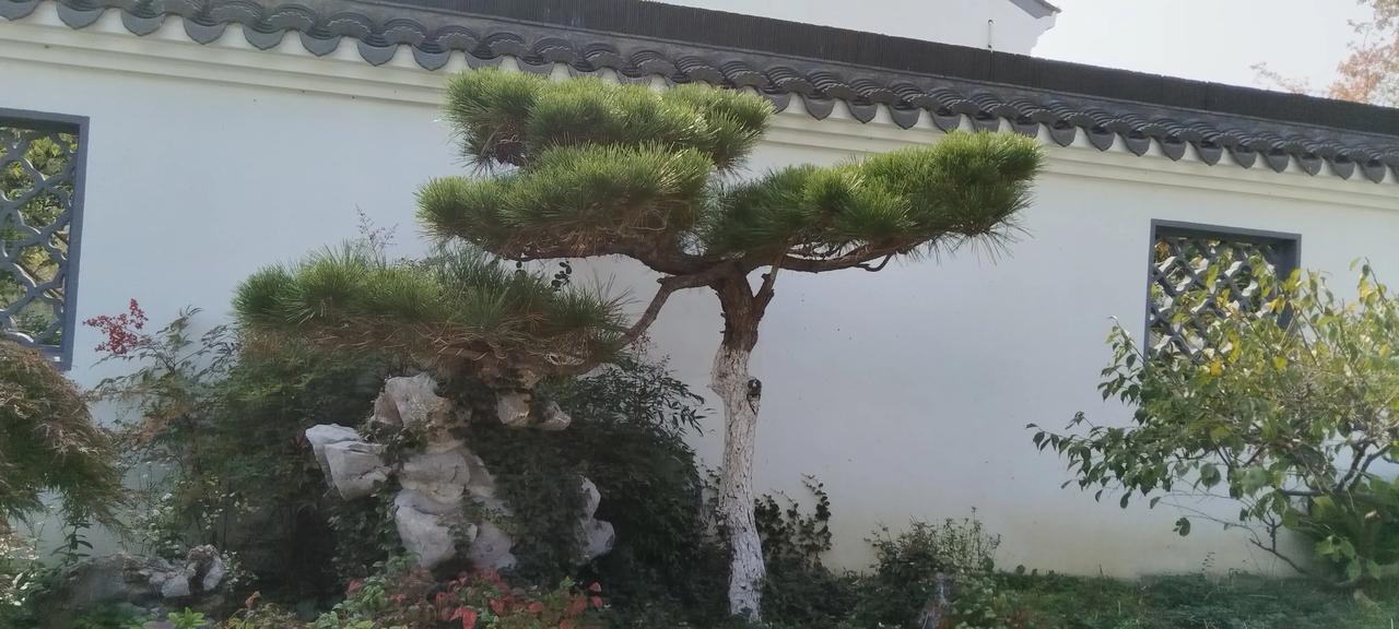 翠柏临楼，清辉照人。