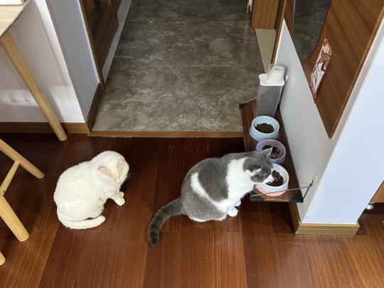 秩序感很强的瞎猫你见过吗