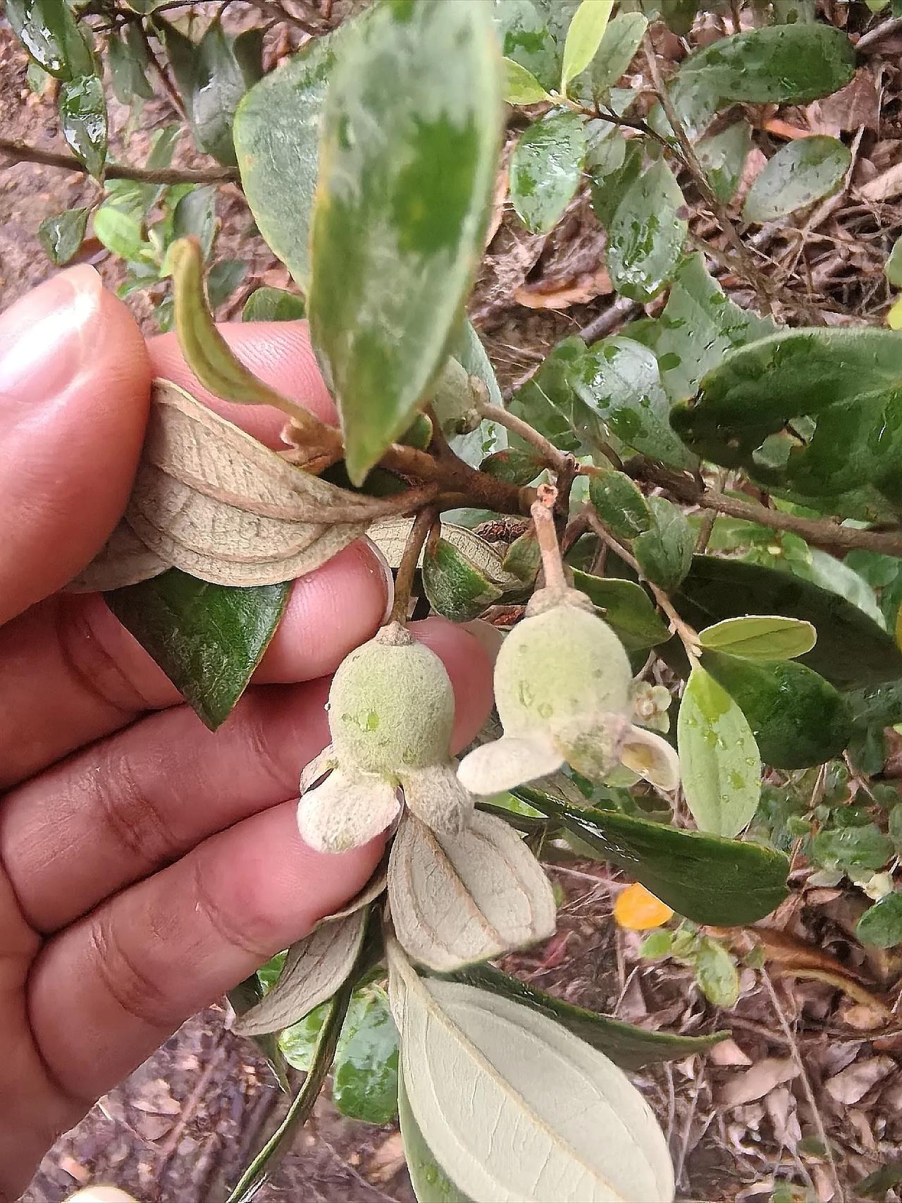 在山上看到的野果，，我们北方山上没有这种野果，，只有南方这边的山上才有的东西，但