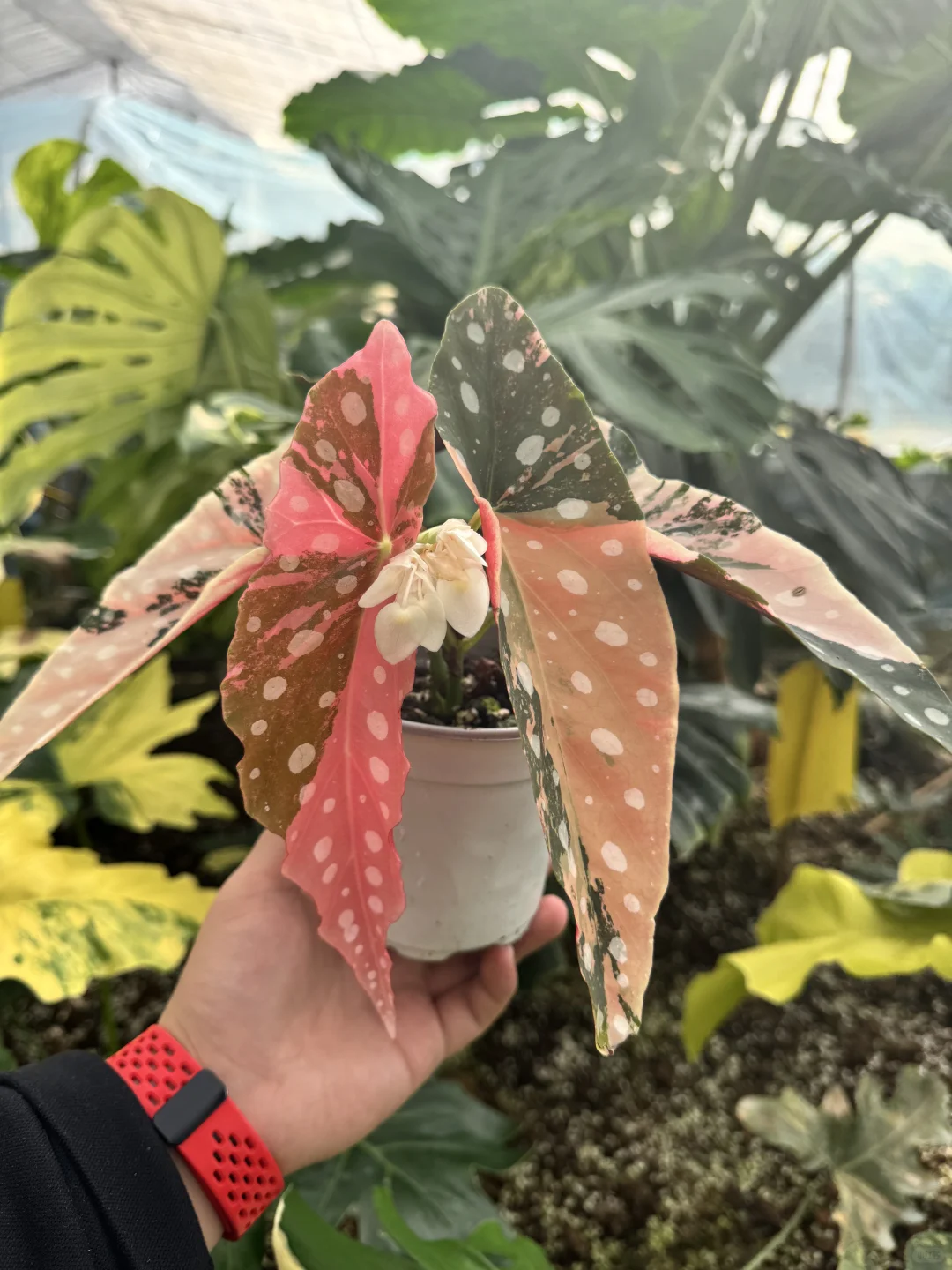 粉锦鳟鱼—此物只应天上有