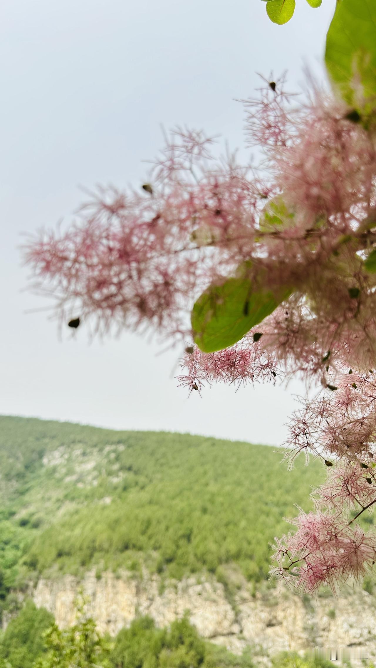 龙洞佛峪黄栌花开，打卡正当时红叶黄栌