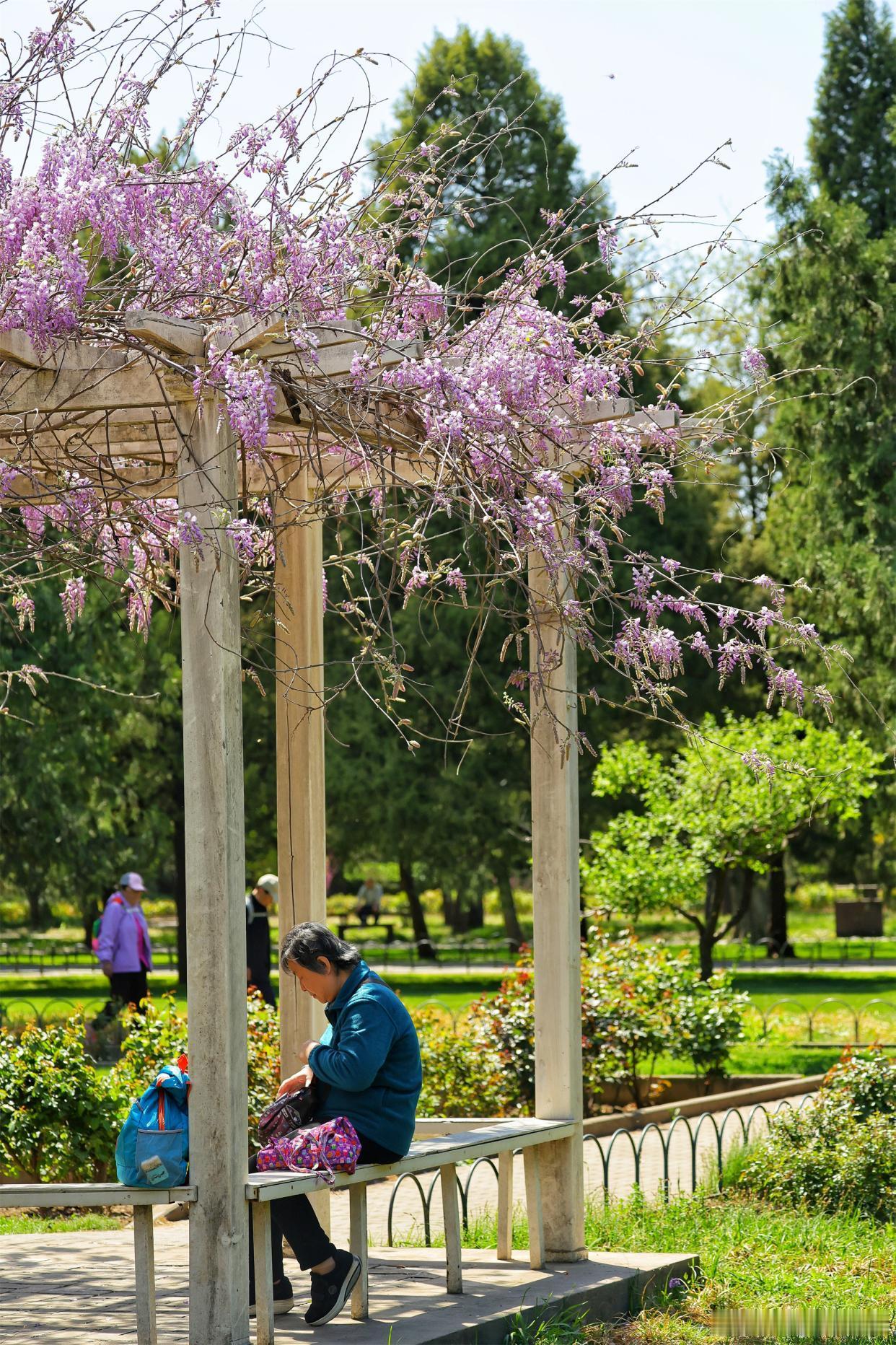 公园紫藤盛放，花穗如紫雾垂悬，随风摇曳～ 