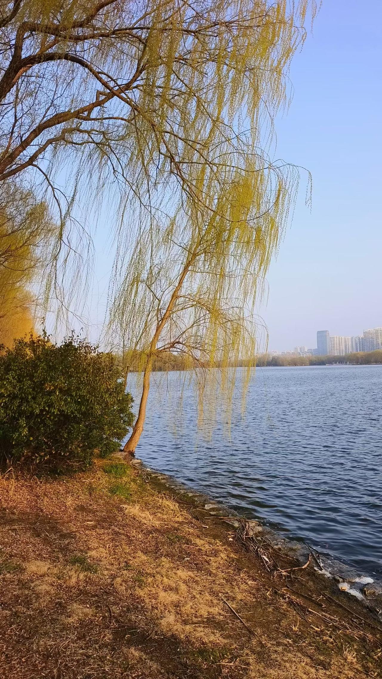 分享手机里的随手拍惊蛰以后，河边的垂柳已经完全变绿了